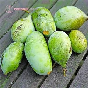 نهال پاوپاو (انبه سردسیری)