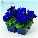بذر گل اطلسی آبی