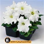 بذر اطلسی Eagle White ساکاتا بسته ۱۰۰۰ تایی