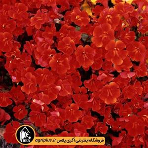 بذر میمولوس Magic Red مولر بسته ۱۰۰۰ تایی