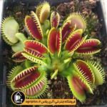 بذر گیاه حشره خوار Venus Flytrap بسته ۱۰ عددی 