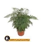 بذر بلوط ابریشمی Grevillea Robusta بسته ۱۰۰۰ تایی