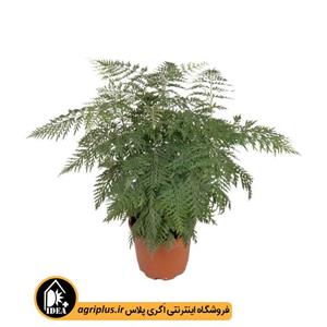 بذر بلوط ابریشمی Grevillea Robusta بسته ۱۰۰۰ تایی 