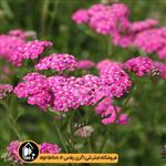 بذر بومادران زینتی Cerise Queen بسته ۵۰ گرمی