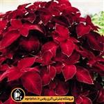 بذر حسن یوسف Fairway Red Velvet ساکاتا ۱۰۰۰ تایی