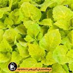 بذر حسن یوسف Fairway Yellow ساکاتا بسته ۱۰۰۰ تایی