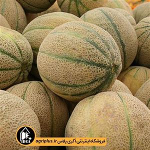 بذر طالبی سمسوری فلات OP
