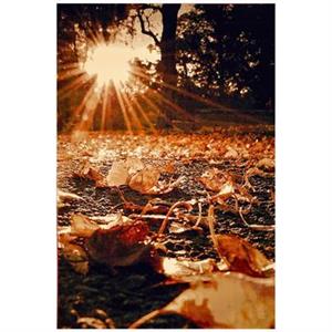 ۷۱۱۲DU  فرش  ماشینی  سهند  طرح  فانتزی  کد