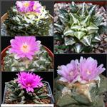 بذر آریو کارپوس میکس خاص وکلکسیونی Ariocarpus Cactus Mix 