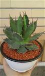 ساکولنت آگاو هوریدا | Agave horrida