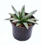 آگاو ویکتوریا کلکسیونی سایز 10 | Agave victoriae