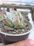 Succulent Echeveria elegans | ساکولنت اچوریا الگانس