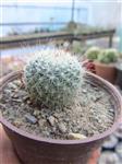 Mammillaria Cactus elegans | کاکتوس مامیلاریا الگانس