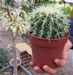 Echinocactus grusonii | اچینوکاکتوس گروزونی بالغ