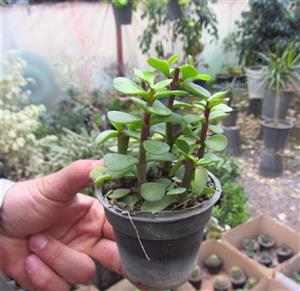 Succulent Portulacaria afra |ساکولنت پورتولاکاریا افرا ( خرفه ای ) 