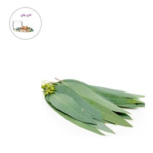 برگ اکالیپتوس