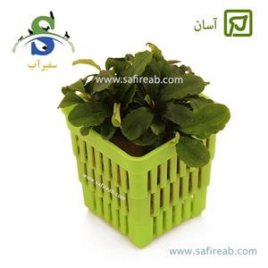 بوسفلاندرا گرین ویوی مواج سبز Bucephalandra Green Wavy 