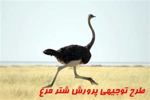 طرح توجیهی پرورش شتر مرغ