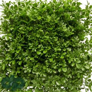 گرین وال(دیوار سبز) شبدر 100