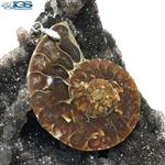 آویز فسیل کلکسیونی آمونیت fossil ammonite 13166