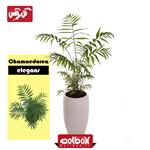 گیاه نخل شامادورا Chamaedorea elegans 