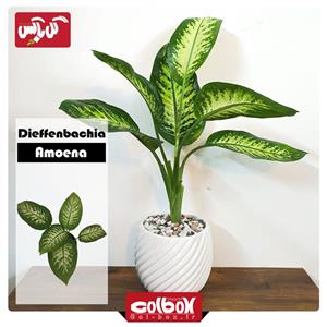 گل دیفن باخیا  Dieffenbachia Amoena 