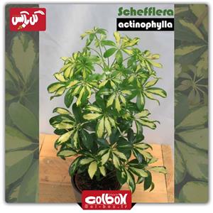 گل شفلرا ابلق Schefflera actinophylla