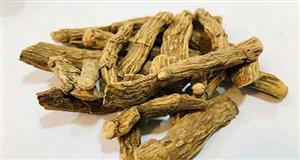 ریشه اگیر ترکی (قصب الذریره یا گیاه وج)