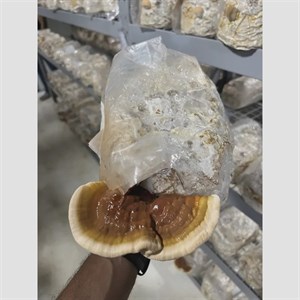 کمپوست قارچ گانودرما