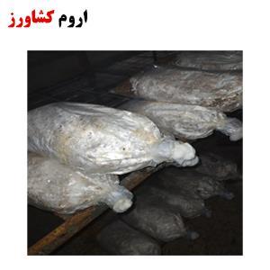 کمپوست قارچ گانودرما