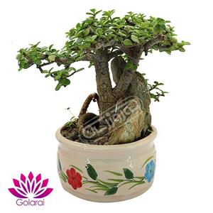 بن سای جید مینیاتور گل آرای
