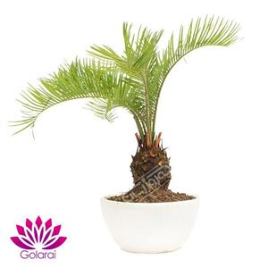بن سای سیکاس گل آرای