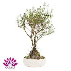 بن سای سریسا ابلق گل آرای