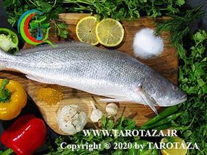 ماهی شوریده Tigertooth croaker 