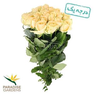 رز هلندی پیچ اولانچ پارادایس 20 شاخه