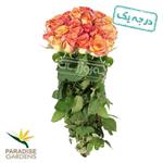 رز هلندی اتوپیا ( نارنجی) پارادایس  20 شاخه