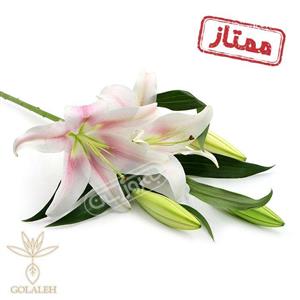 شاخه گل لیلیوم کا او چیو ممتاز گلاله