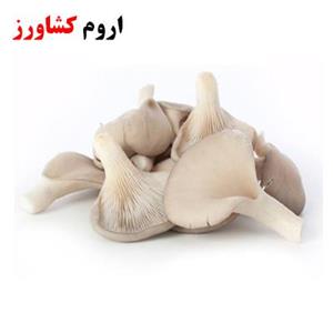 بذر قارچ صدفی (بسته 1/2 کیلویی)