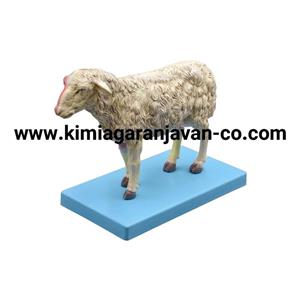 مولاژ گوسفند کوچک