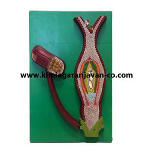 مولاژ مادگی و پرچم