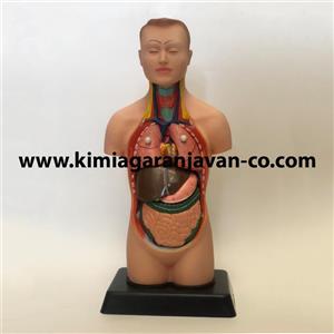 مولاژ نیم تنه 1/4