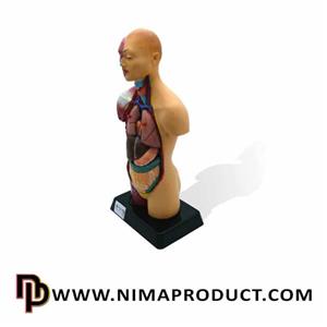 مولاژ نیم تنه با عضلات 1/2