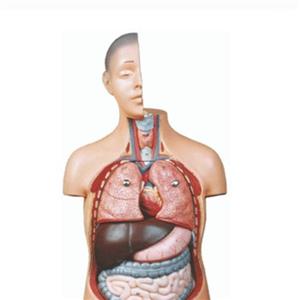 مولاژ نیم تنه 1/2