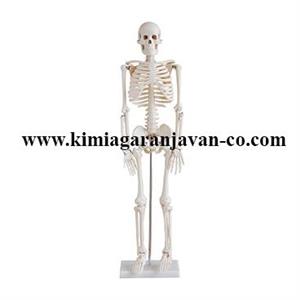 مولاژ اسکلت 1/2 خارجی