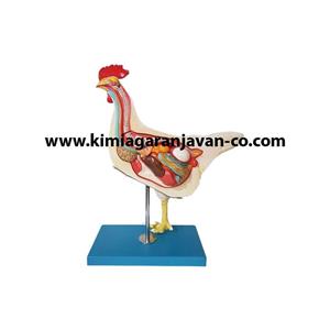 مولاژ مرغ اندازه طبیعی (قابل تفکیک)