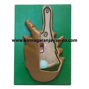 مولاژ آمیب (تک سلولی)
