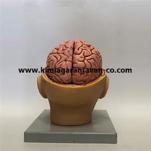 مولاژ سر و مغز اندازه طبیعی