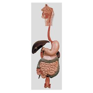 مولاژ دستگاه گوارش