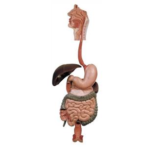 مولاژ دستگاه گوارش