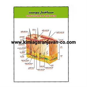 پوستر برجسته ساختار پوست 